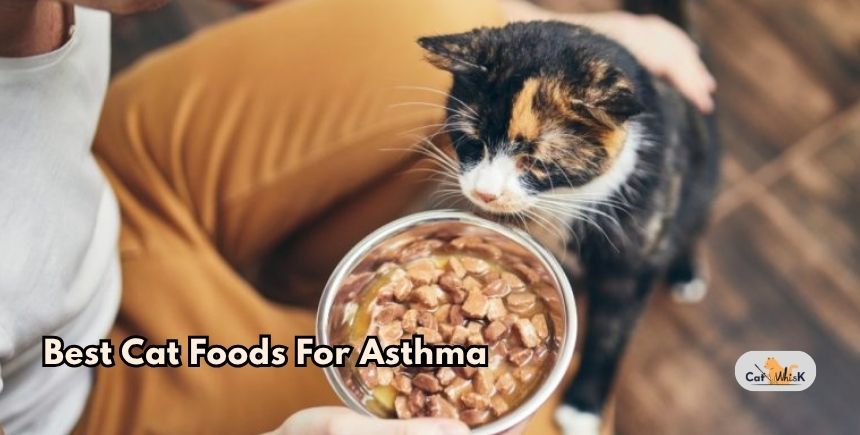 best cat foods for asthma
