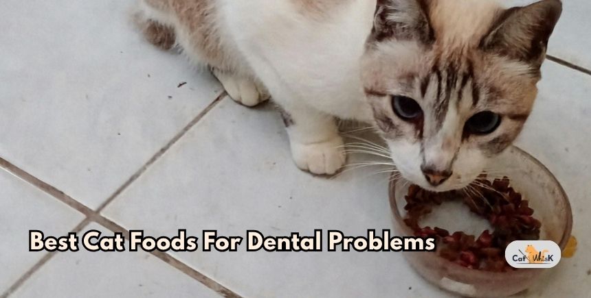 best cat foods for dental problems