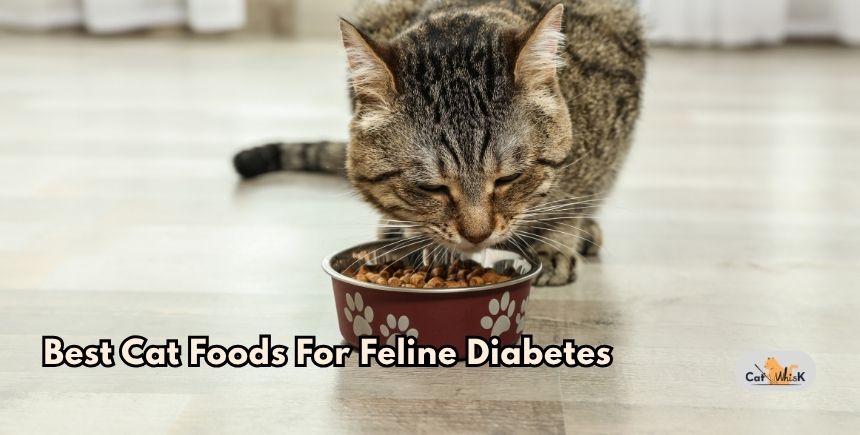 best cat foods for feline diabetes