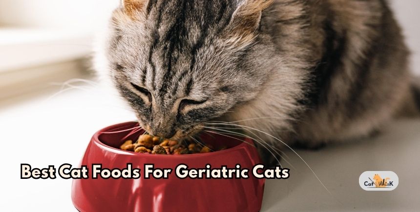 best cat foods for geriatric cats