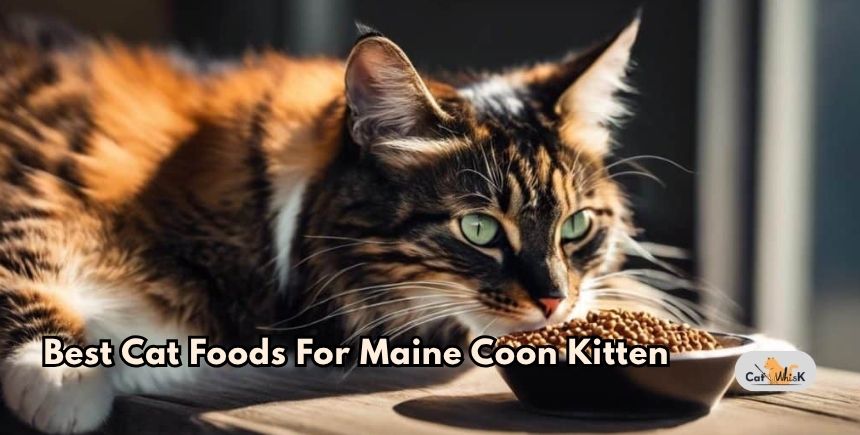 best cat foods for maine coon kitten