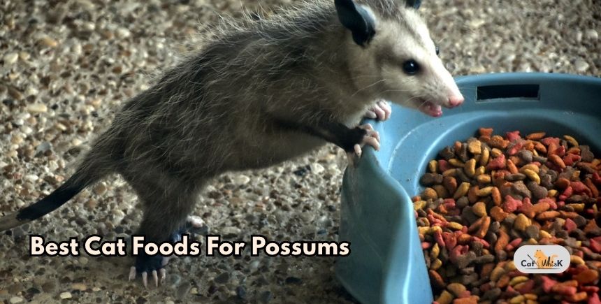 best cat foods for possums