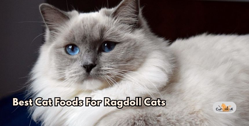 best cat foods for ragdoll cats