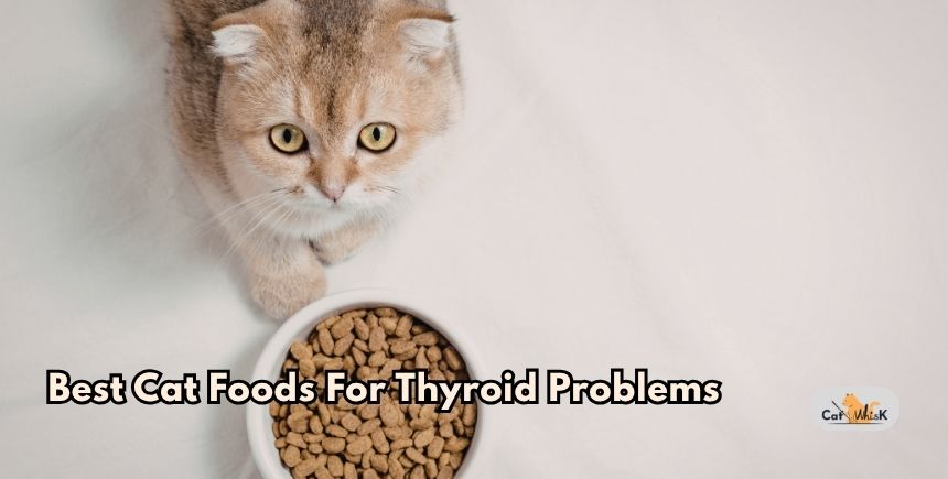 best cat foods for thyroid problems