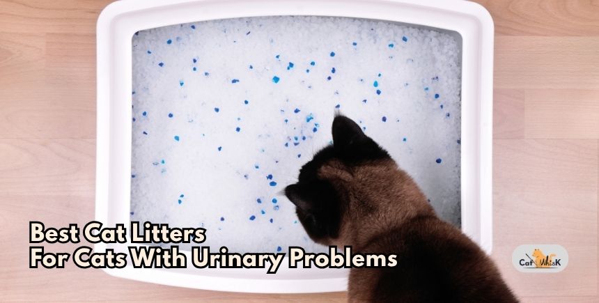 best cat litters for cats with urinary problems