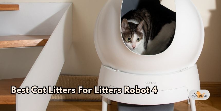 best cat litters for litters robot 4