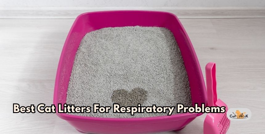 best cat litters for respiratory problems