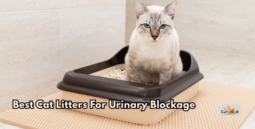 best cat litters for urinary blockage