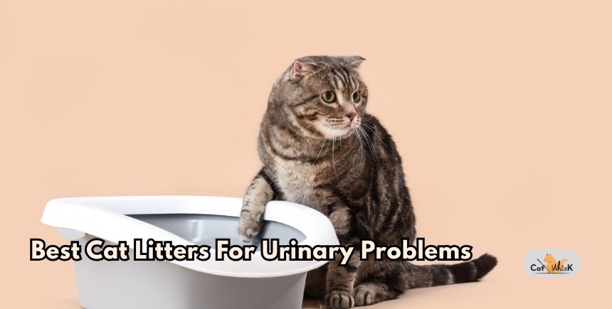 best cat litters for urinary problems