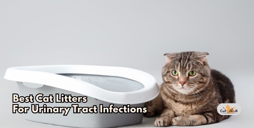 best cat litters for urinary tract infections