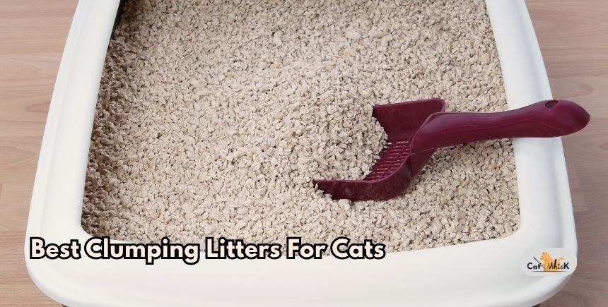 best clumping litters for cats