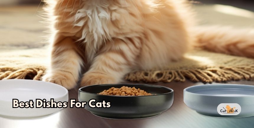 best dishes for cats
