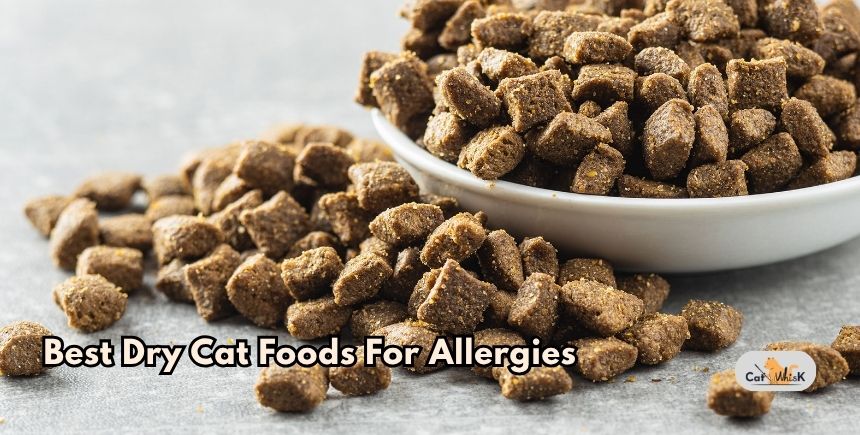 best dry cat foods for allergies