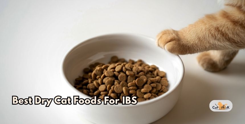best dry cat foods for ibs