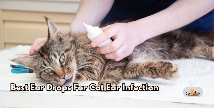 best ear drops for cat ear infection