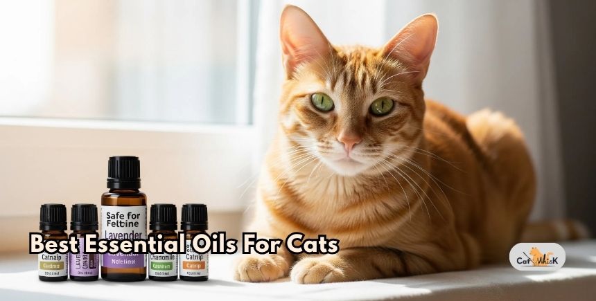 best essential oils for cats