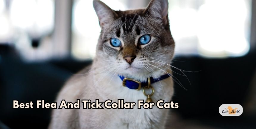 best flea and tick collar for cats