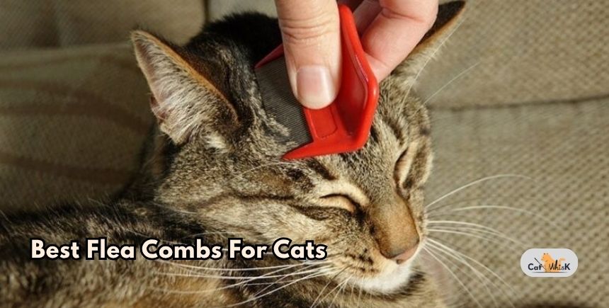 best flea combs for cats