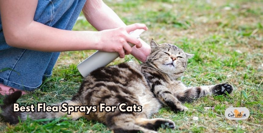 best flea sprays for cats