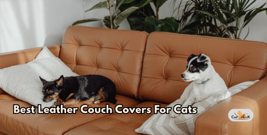 best leather couch covers for cats