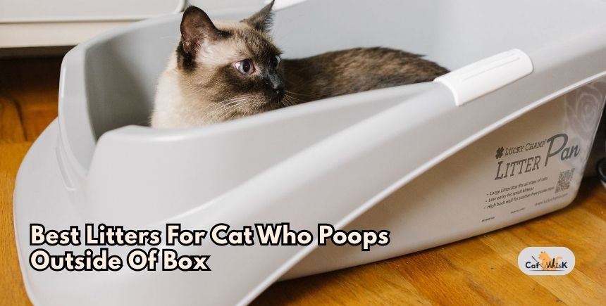 best litters for cat who poops outside of box