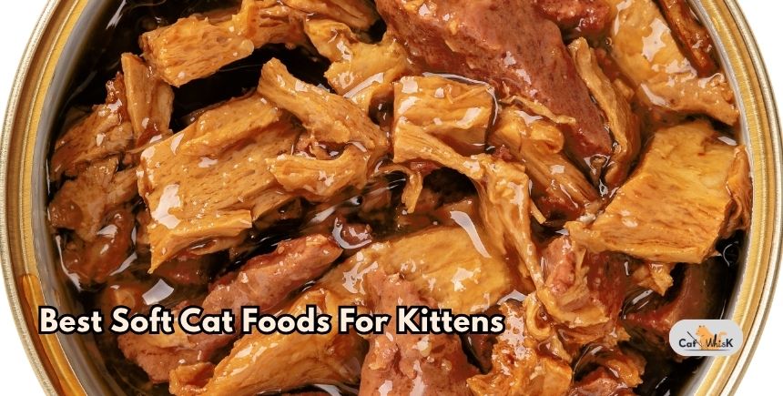 best soft cat foods for kittens