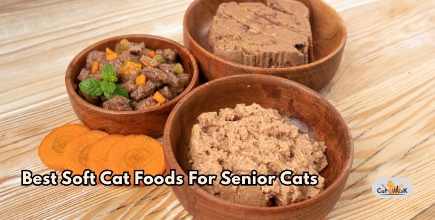 best soft cat foods for senior cats