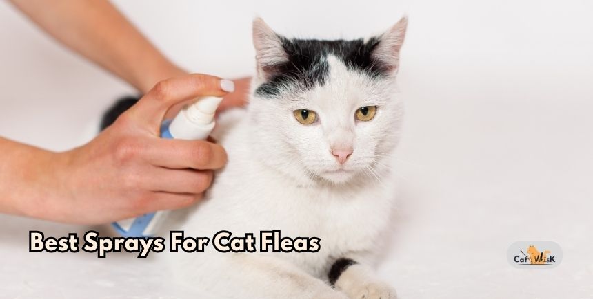 best sprays for cat fleas