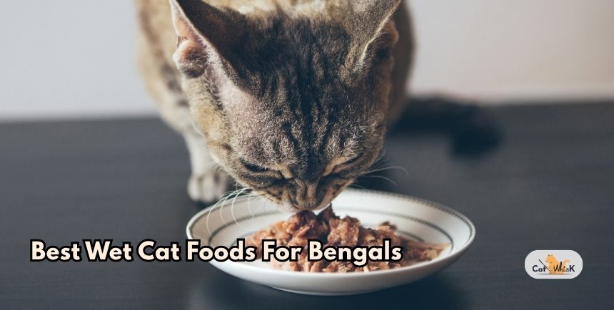 best wet cat foods for bengals