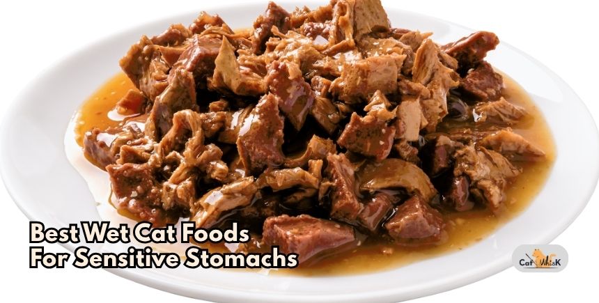 best wet cat foods for sensitive stomachs