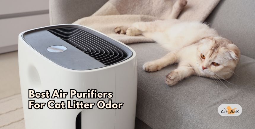 best air purifiers for cat litter odor