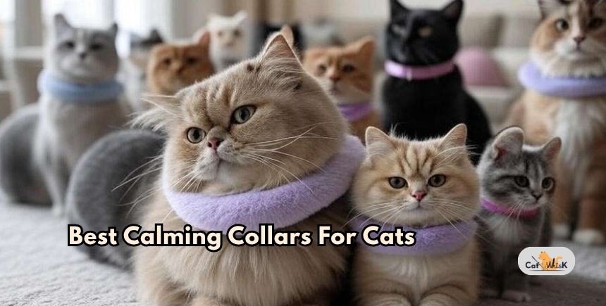 best calming collars for cats