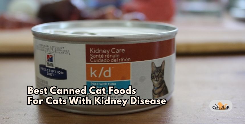 best canned cat foods for cats with kidney disease