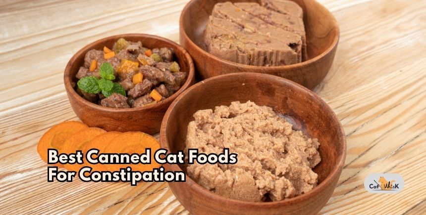 best canned cat foods for constipation