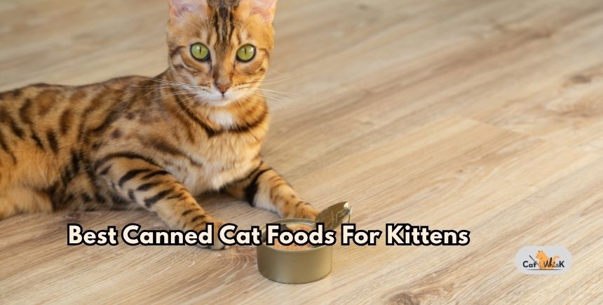 best canned cat foods for kittens