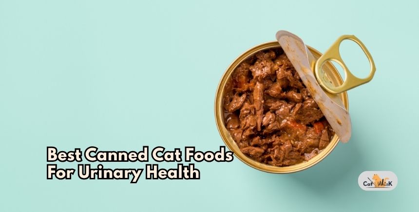 best canned cat foods for urinary health