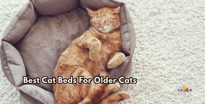 best cat beds for older cats