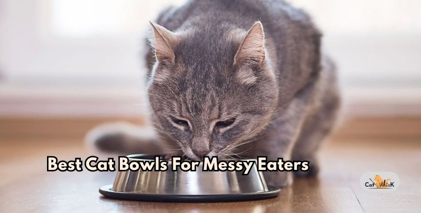 best cat bowls for messy eaters