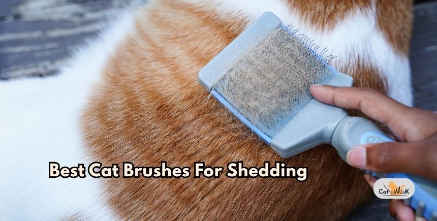 best cat brushes for shedding