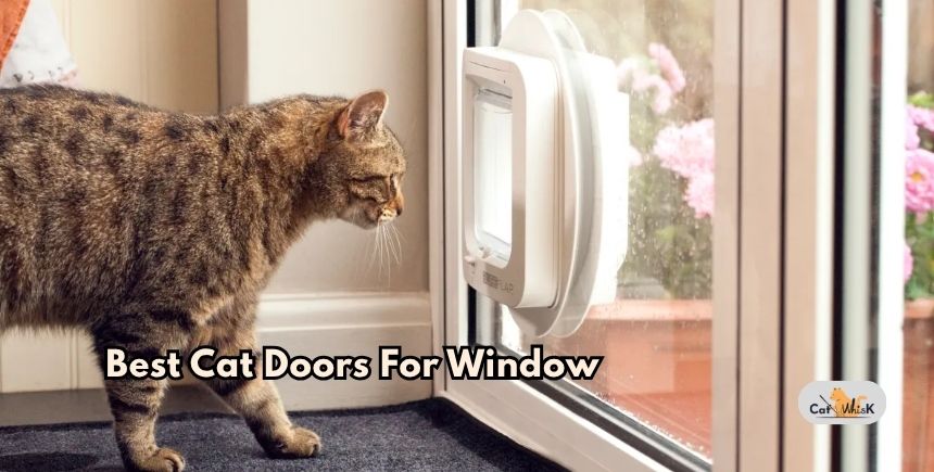 best cat doors for window