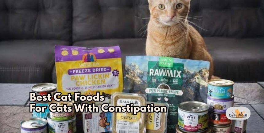 best cat foods for cats with constipation
