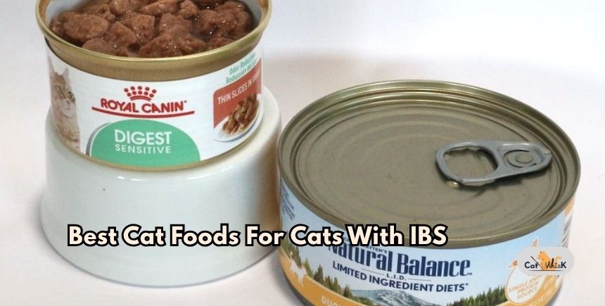 best cat foods for cats with ibs