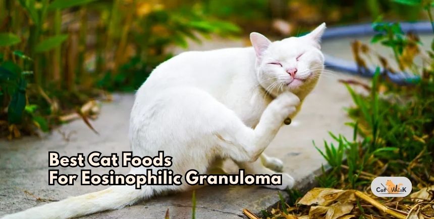 best cat foods for eosinophilic granuloma