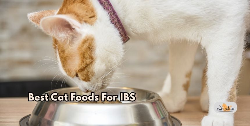 best cat foods for ibs