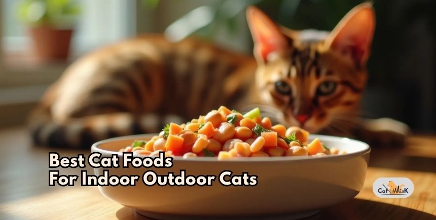 best cat foods for indoor outdoor cats