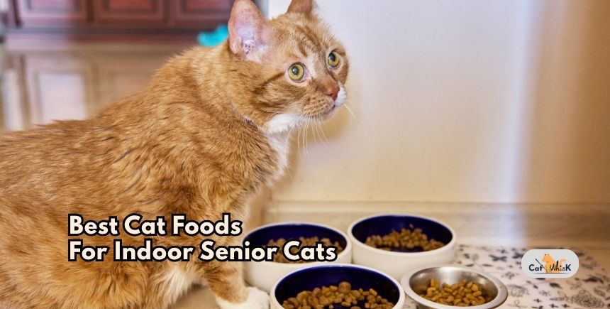 best cat foods for indoor senior cats
