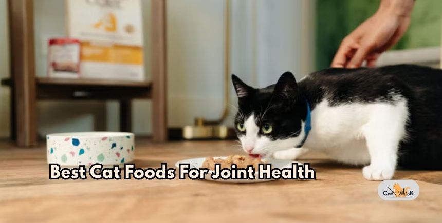 best cat foods for joint health