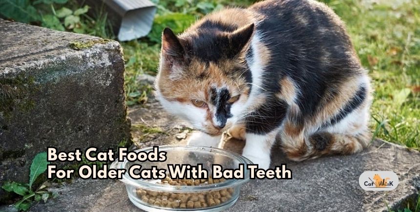 best cat foods for older cats with bad teeth