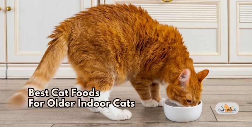 best cat foods for older indoor cats