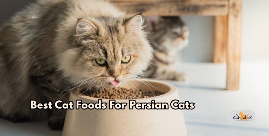 best cat foods for persian cats